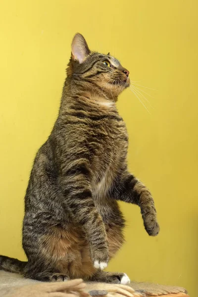 European striped cat on a yellow — Stock Photo, Image