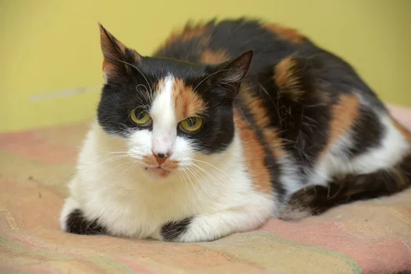 Kızgın bir görünüm ile kedi — Stok fotoğraf
