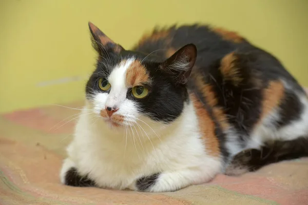 Cat with an angry look — Stock Photo, Image