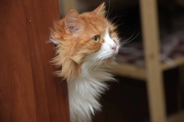 红白相间的绒毛猫 — 图库照片
