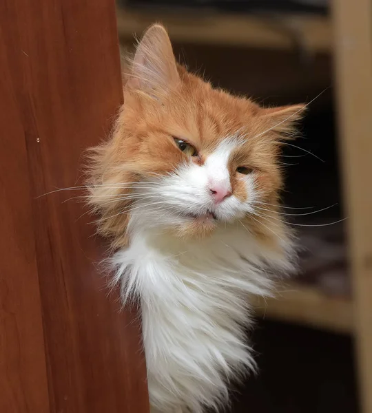 Gato fofo vermelho e branco — Fotografia de Stock