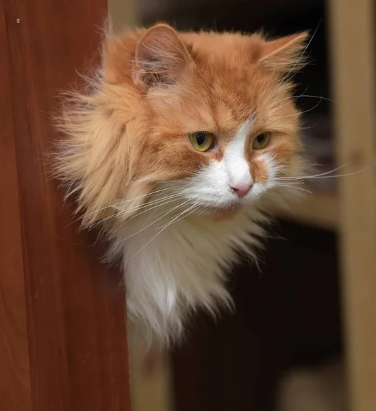 Gatto peloso rosso e bianco — Foto Stock