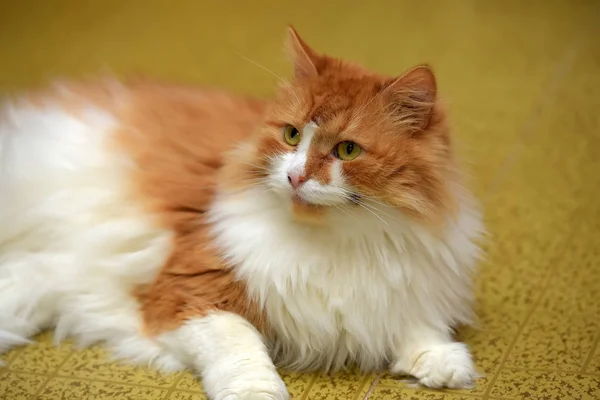 Schöner Rotschopf mit weißer, flauschiger Katze — Stockfoto