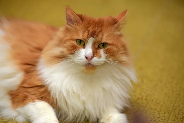 Schöner Rotschopf mit weißer, flauschiger Katze — Stockfoto