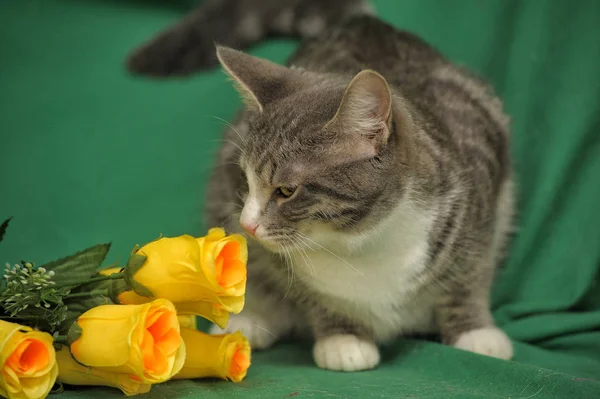 Katze mit gelben Rosen — Stockfoto