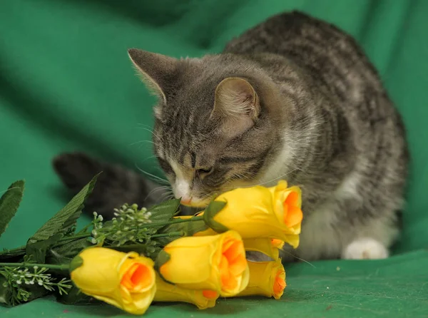 Γάτα με κίτρινα τριαντάφυλλα — Φωτογραφία Αρχείου