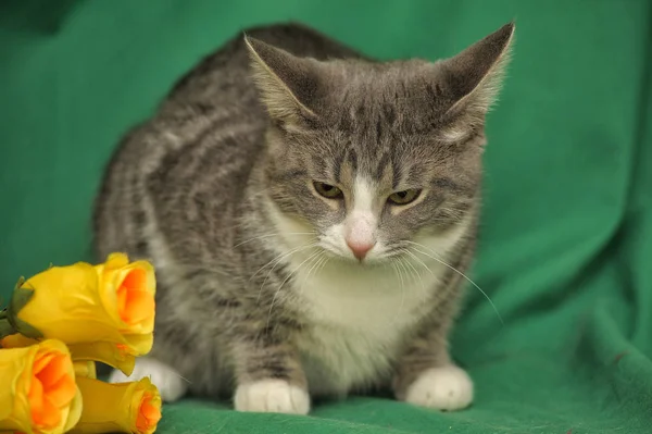 Cat with yellow roses — Stock Photo, Image