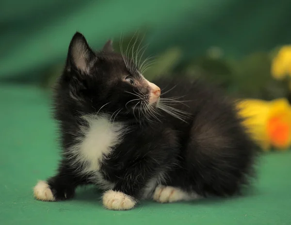 Маленький чорно-білий кошеня — стокове фото