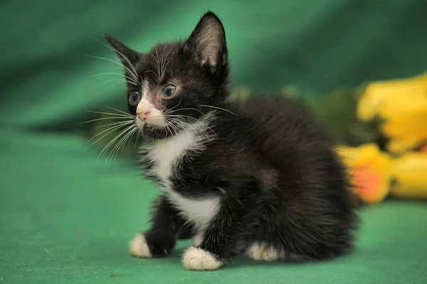 Маленький черно-белый котенок — стоковое фото