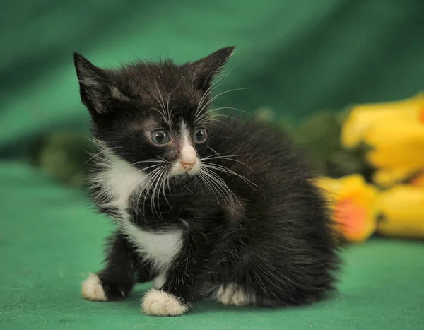 Pequeno gatinho preto e branco — Fotografia de Stock
