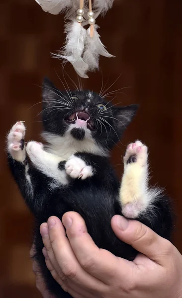 小さなかわいい黒と白の家の子猫 — ストック写真