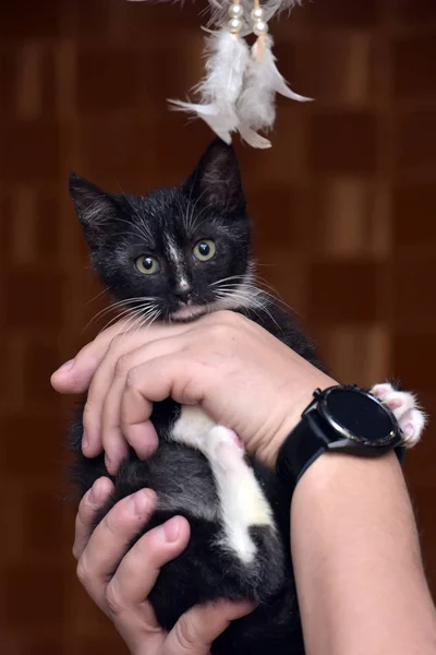 Petit chaton mignon maison noir et blanc — Photo