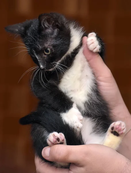 Pequeño lindo negro y blanco casa gatito — Foto de Stock