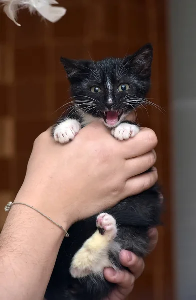 Little cute black and white home kitten — Stock Photo, Image