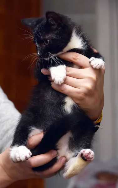 Pequeno bonito preto e branco casa gatinho — Fotografia de Stock