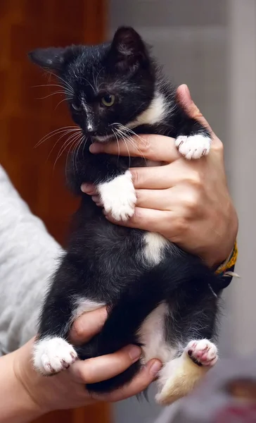 Little cute black and white home kitten — Stock Photo, Image