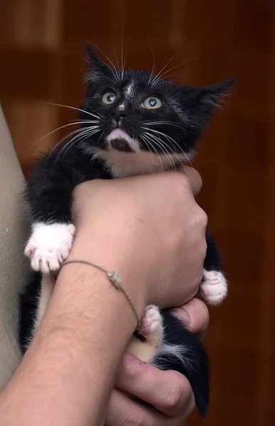 Kleine schattige zwarte en witte thuis kitten — Stockfoto