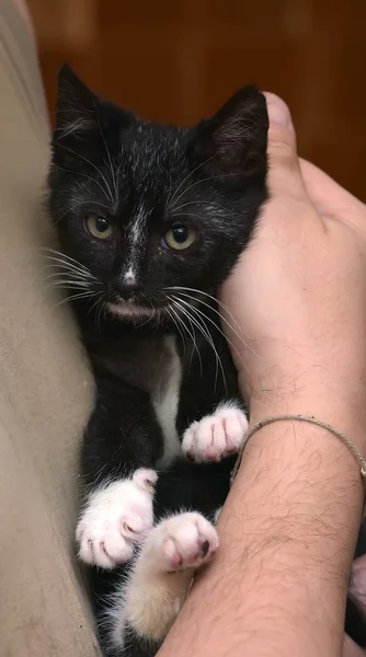작은 귀여운 검은 색과 흰색 홈 고양이 — 스톡 사진