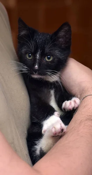 Маленький симпатичный черный и белый домашний котенок — стоковое фото