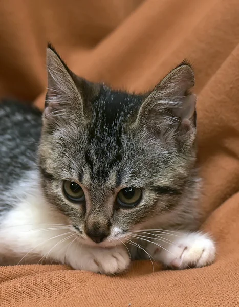 Gris con blanco rayas gatito mentiras — Foto de Stock