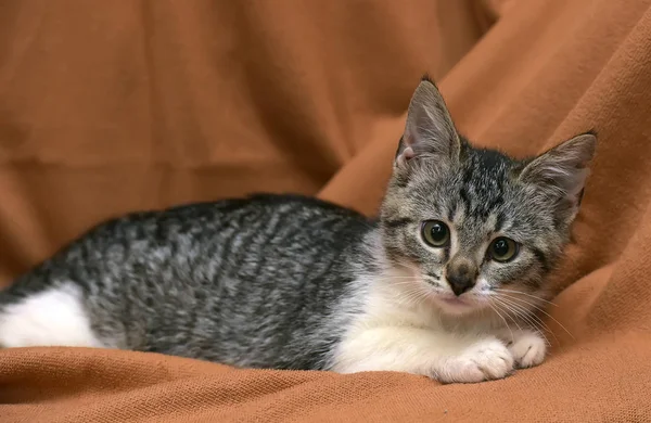 Grigio con strisce bianche gattino si trova — Foto Stock