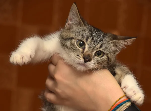 Liten söt hem grå med vit randig katt unge — Stockfoto