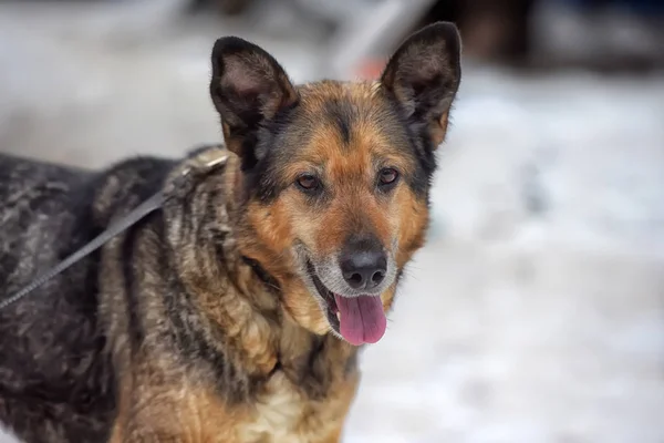 Mix shepherd dog on a leash — Stock Photo, Image