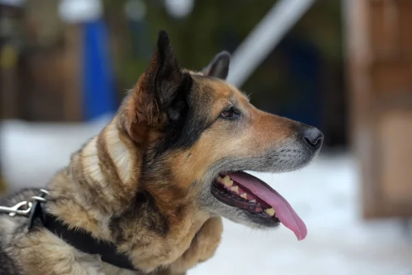 Mescolare cane pastore al guinzaglio — Foto Stock