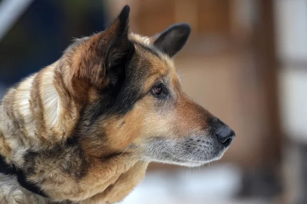 Mescolare cane pastore al guinzaglio — Foto Stock