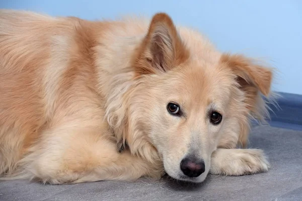 Beige fluffy dog half-breed with a hanging ear — Stock Photo, Image