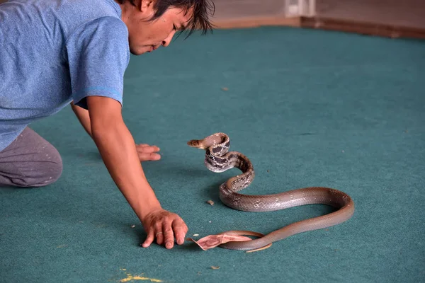 Underhållande show med ormar — Stockfoto
