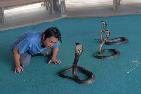 Espetáculo divertido com cobras — Fotografia de Stock