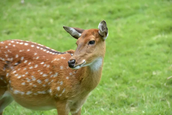 푸른 잔디의 배경에 사슴 — 스톡 사진