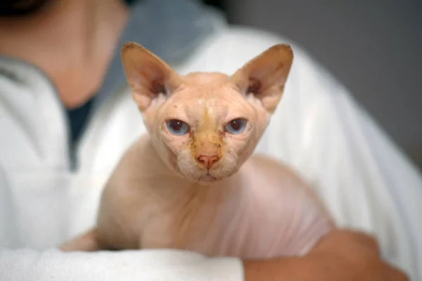 Gatto sfinge in cattive condizioni — Foto Stock