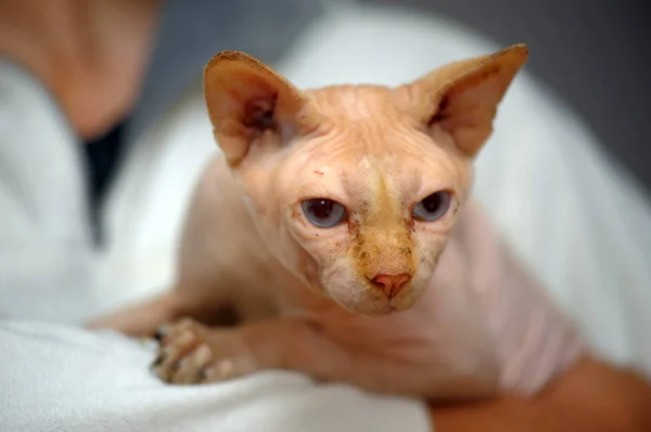 Сфинкс кот в плохом состоянии — стоковое фото