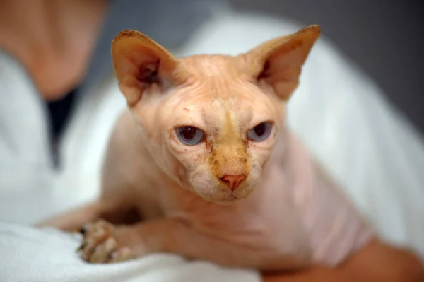 Gatto sfinge in cattive condizioni — Foto Stock