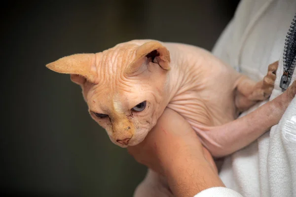 Сфинкс кот в плохом состоянии — стоковое фото