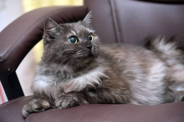 Schöne flauschige rauchige Katze liegend — Stockfoto