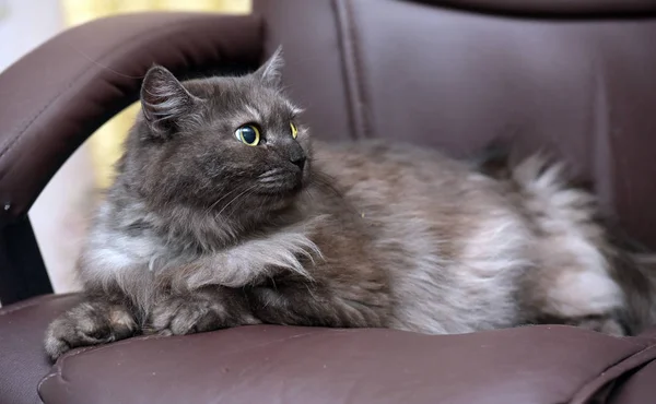 Schöne flauschige rauchige Katze liegend — Stockfoto