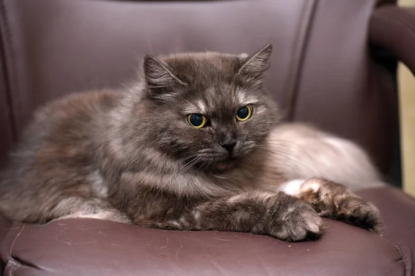 아름 다운 솜 털 연기 고양이 거짓말 — 스톡 사진
