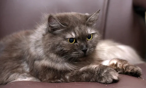 Beau chat fumé moelleux couché — Photo