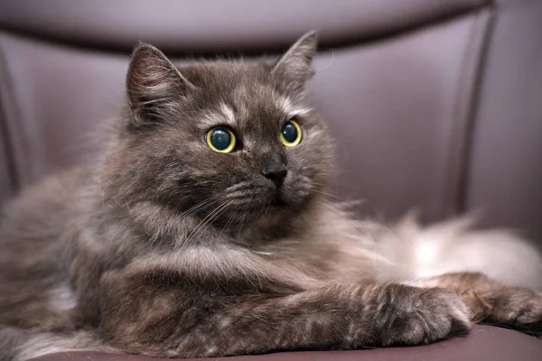 Schöne flauschige rauchige Katze liegend — Stockfoto