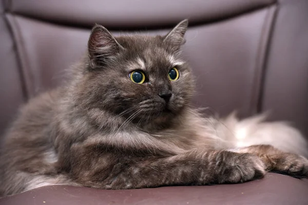 Schöne flauschige rauchige Katze liegend — Stockfoto