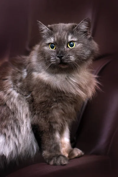 앉아 아름 다운 솜 털 연기 고양이 — 스톡 사진