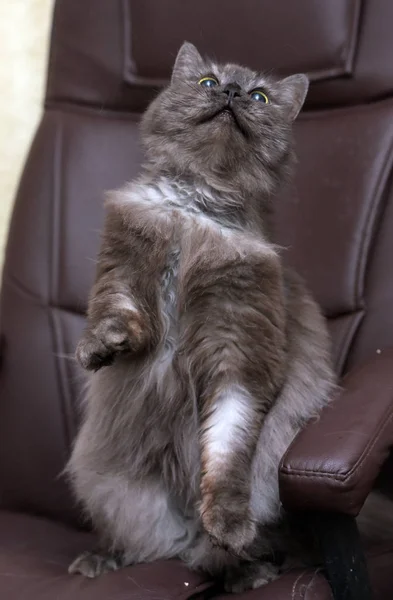 Schöne flauschige rauchige Katze fängt stehend — Stockfoto