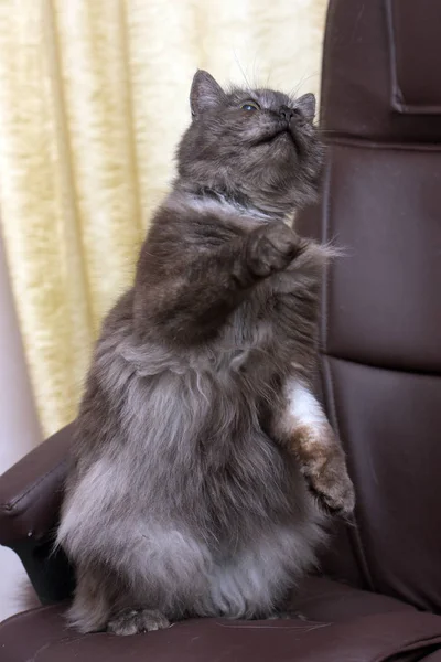 Beautiful fluffy smoky cat catches standing — Stock Photo, Image