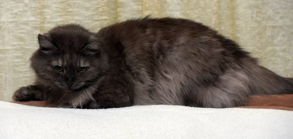 Красивый пушистый дымчатый кот — стоковое фото