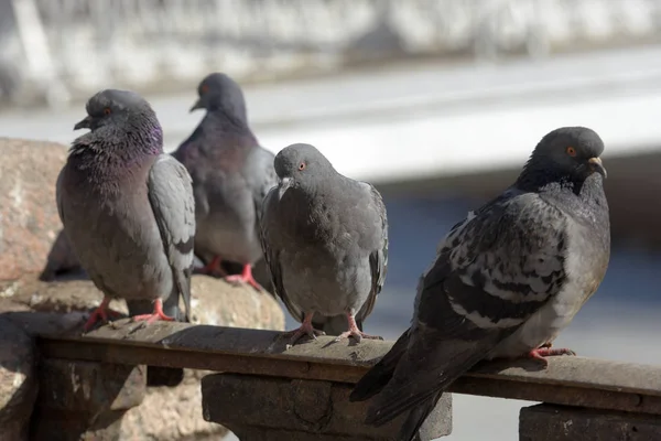 Tauben am Geländer — Stockfoto