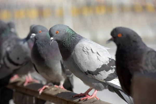 Palomas en la barandilla — Foto de Stock