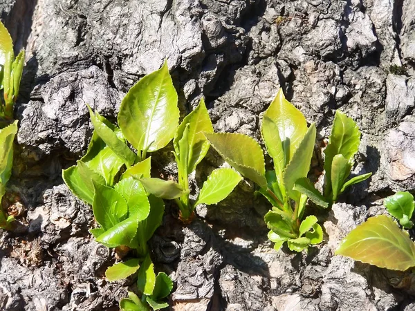木の幹に右に生えている若い葉 — ストック写真